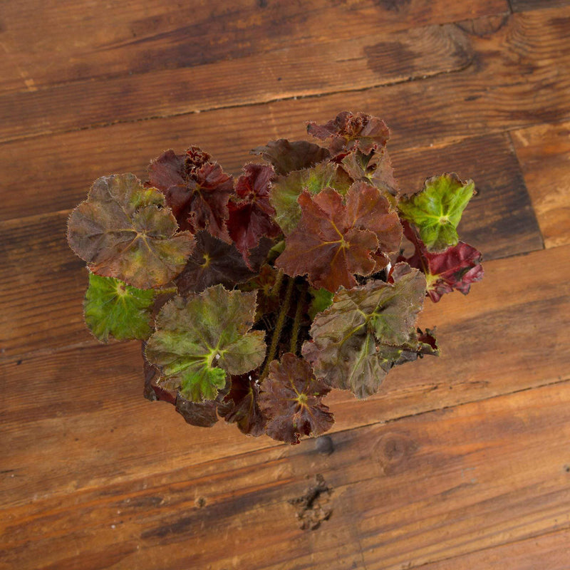 Begonia 'Angel Glow' - Urban Sprouts