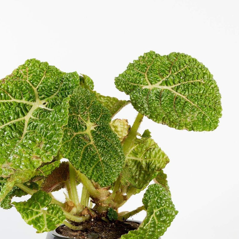 Begonia 'Comet' - Urban Sprouts