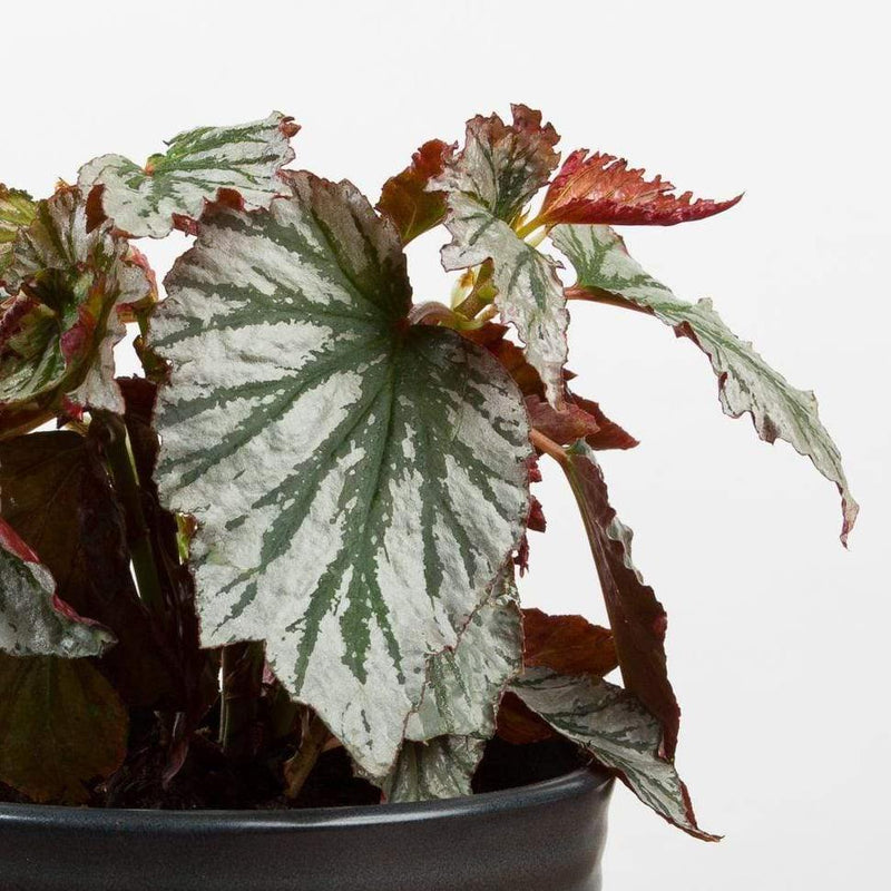 Begonia 'Looking Glass' - Urban Sprouts