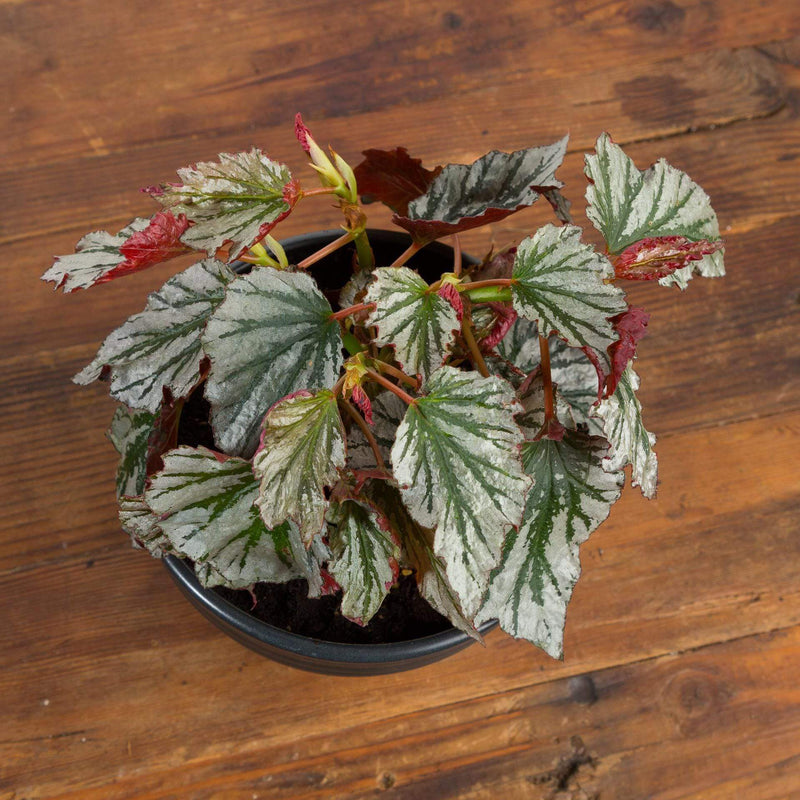 Begonia 'Looking Glass' - Urban Sprouts