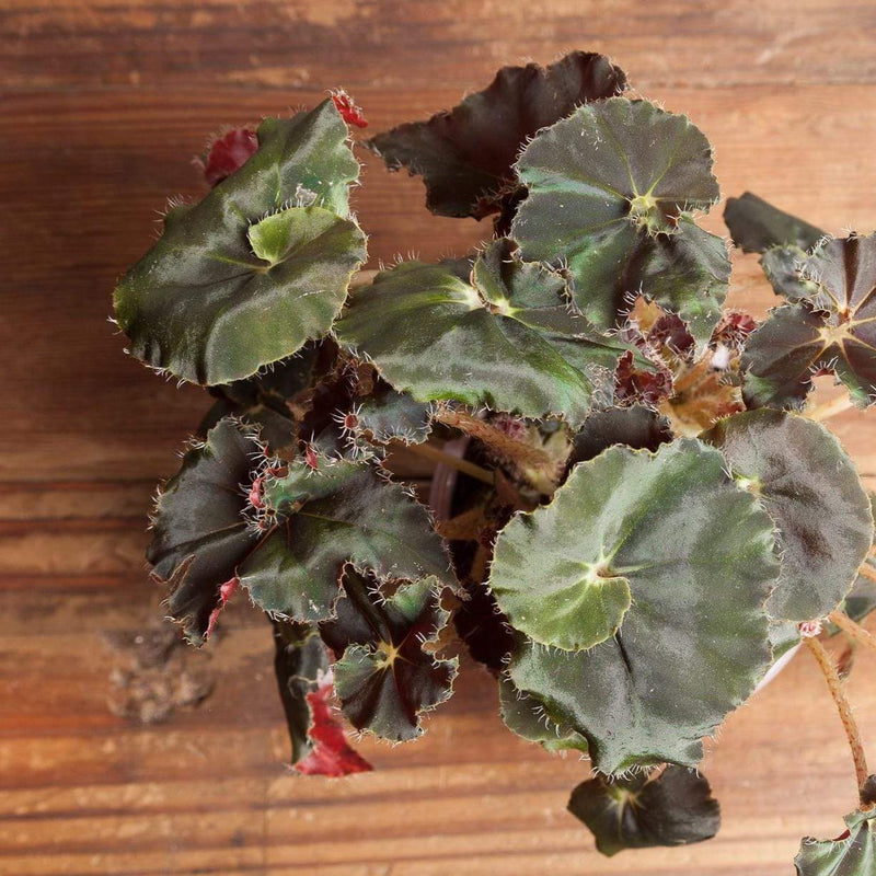 Begonia 'Mo Reese' - Urban Sprouts