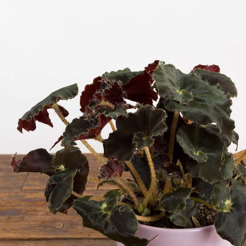 Begonia 'Mo Reese' - Urban Sprouts