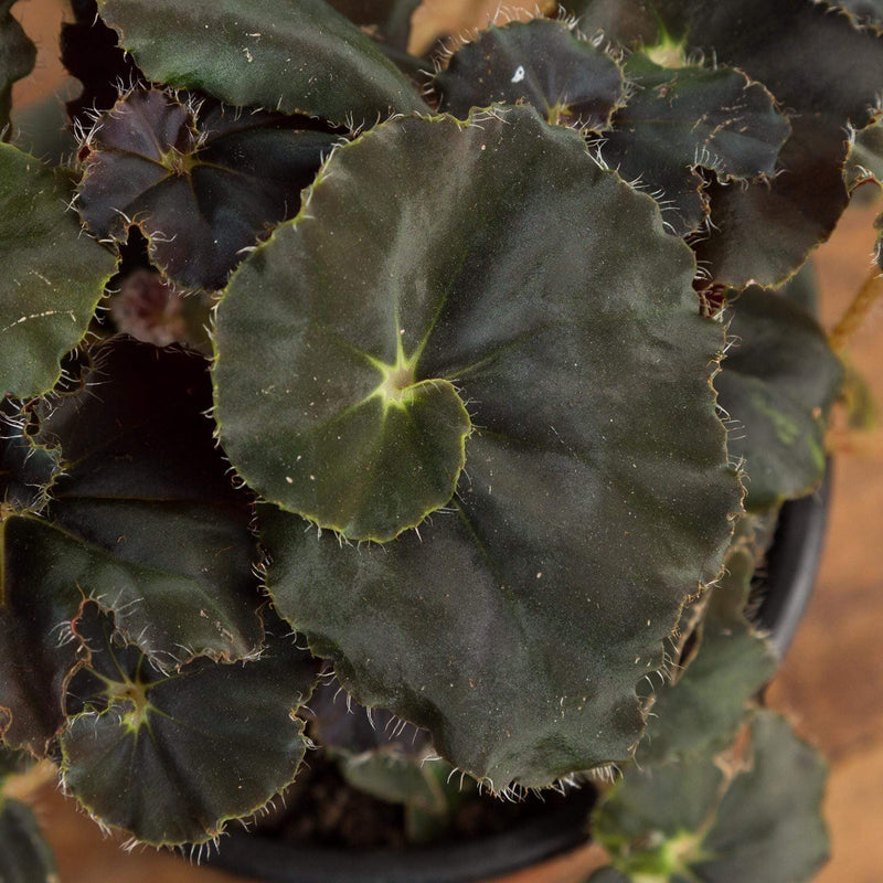 Begonia 'Mo Reese' - Urban Sprouts