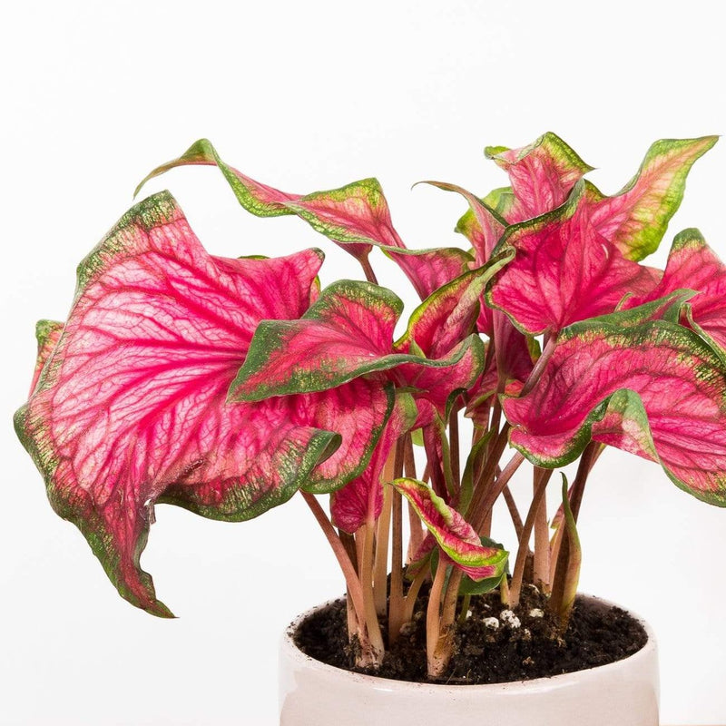 Angel Wing 'Puppy Love' - Urban Sprouts
