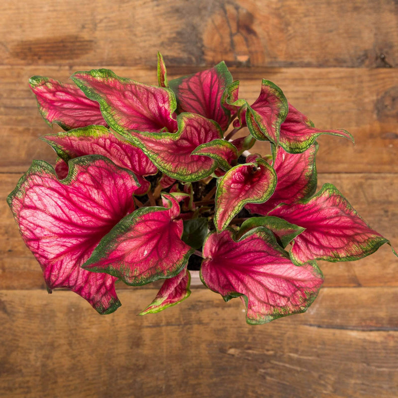 Angel Wing 'Puppy Love' - Urban Sprouts