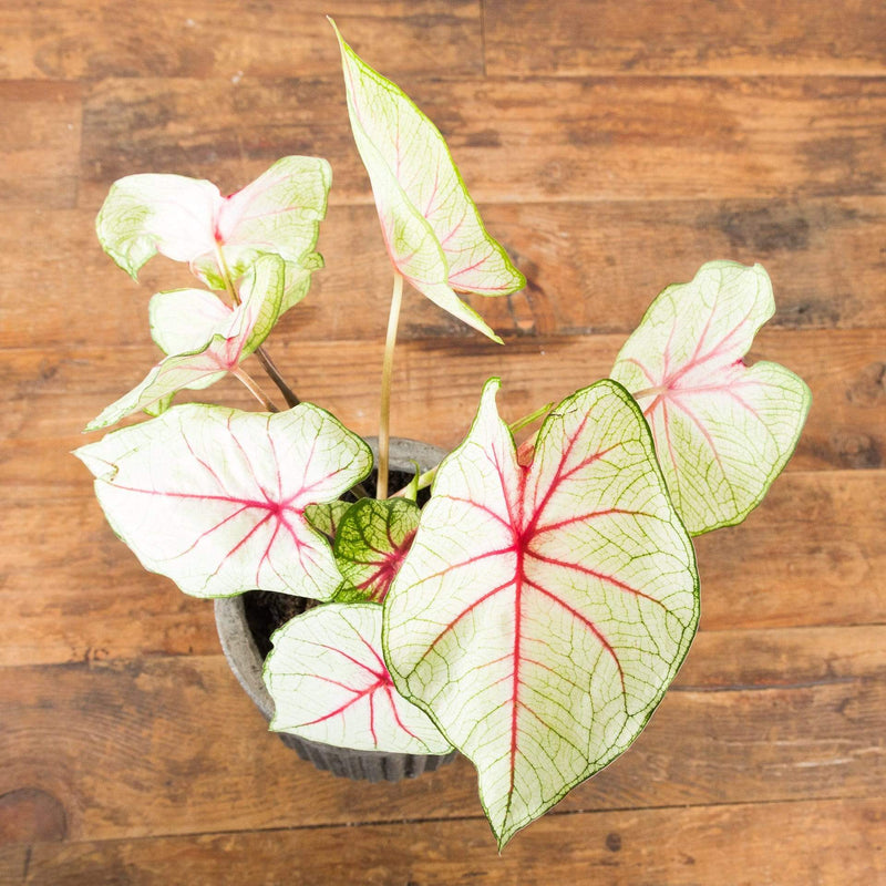 Angel Wing 'White Queen' - Urban Sprouts