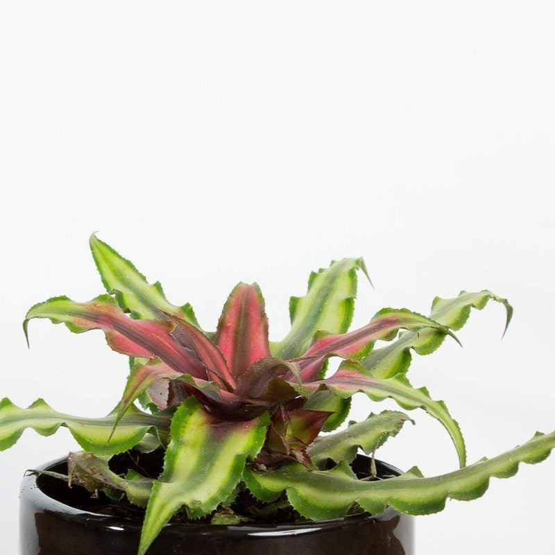 Earth Star 'Crimson Star' - Urban Sprouts