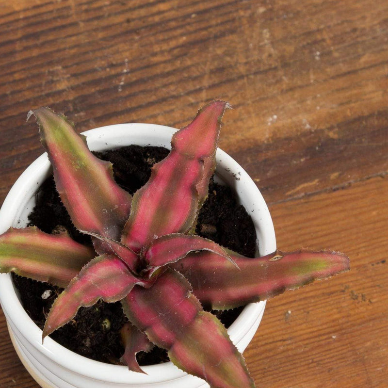 Earth Star 'Pink' - Urban Sprouts