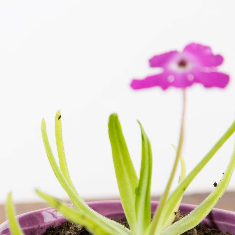 Carnivorous 'Octopus Plant' - Urban Sprouts