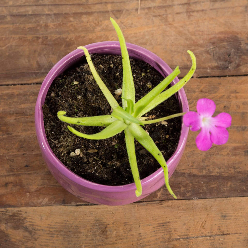 Carnivorous 'Octopus Plant' - Urban Sprouts