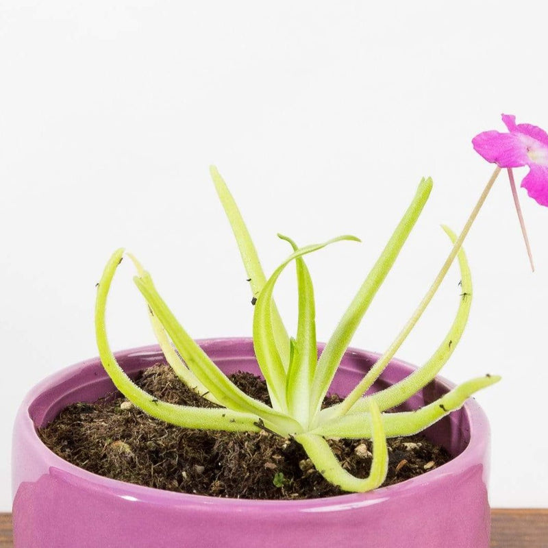 Carnivorous 'Octopus Plant' - Urban Sprouts
