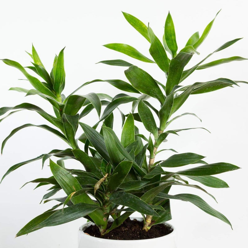 Dragon Tree 'Pleomele' - Urban Sprouts