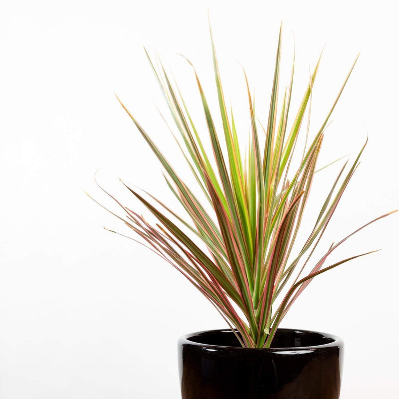 Dragon Tree 'Pink' - Urban Sprouts