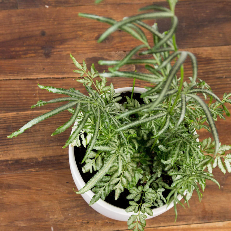 Fern 'Cretan Brake - Slender' - Urban Sprouts