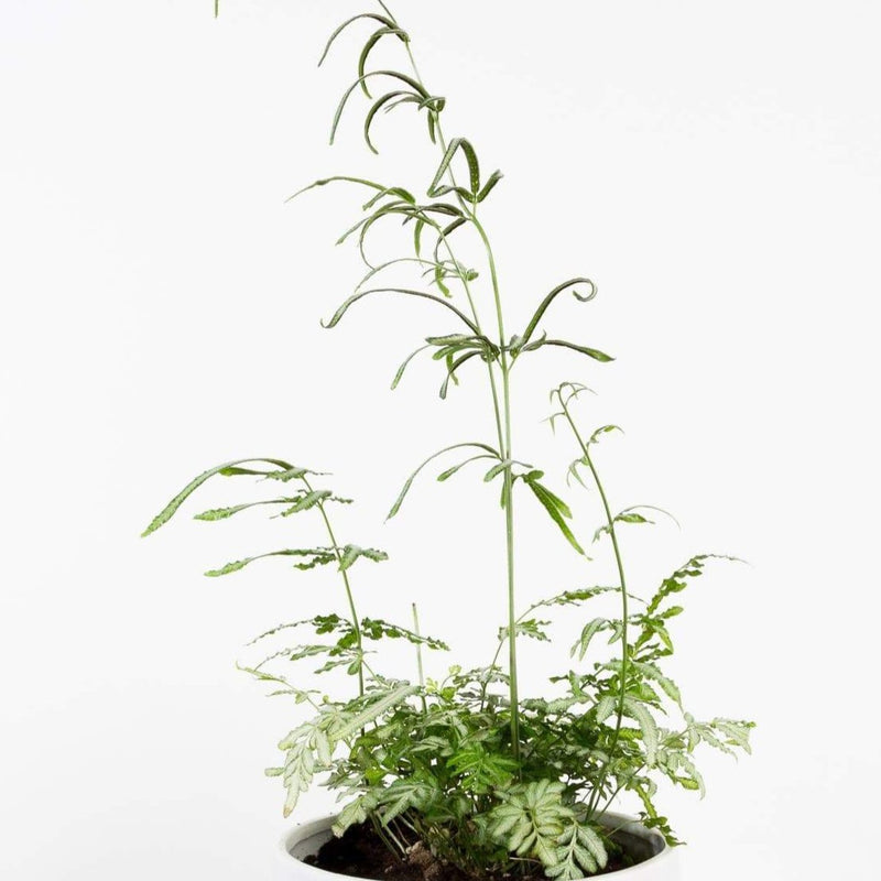Fern 'Cretan Brake - Slender' - Urban Sprouts