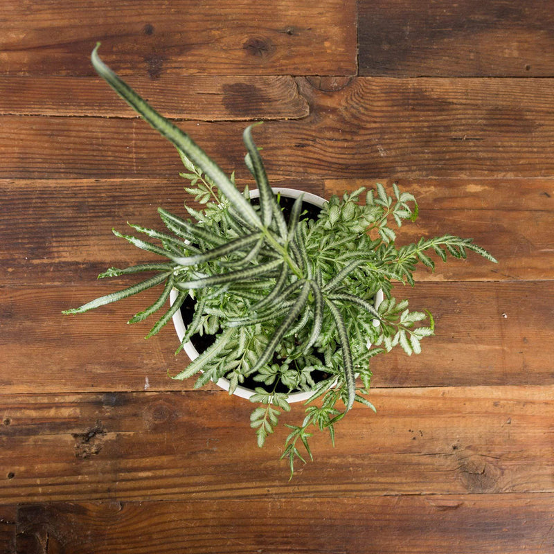 Fern 'Cretan Brake - Slender' - Urban Sprouts