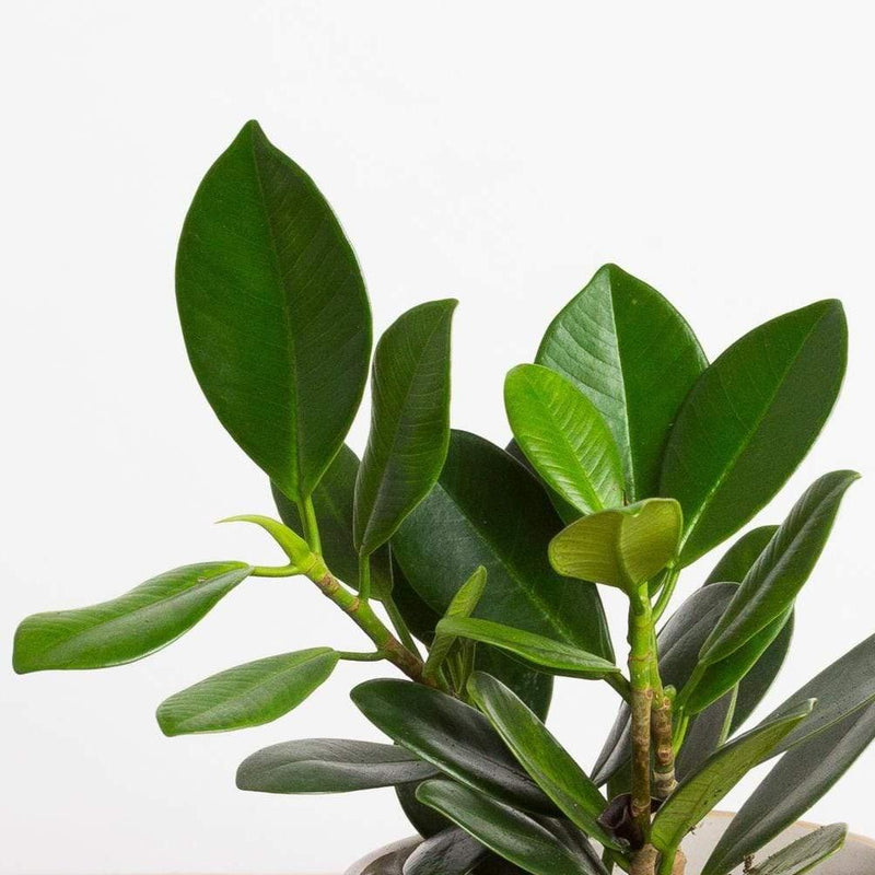 Fig 'Mini Rubber' - Urban Sprouts