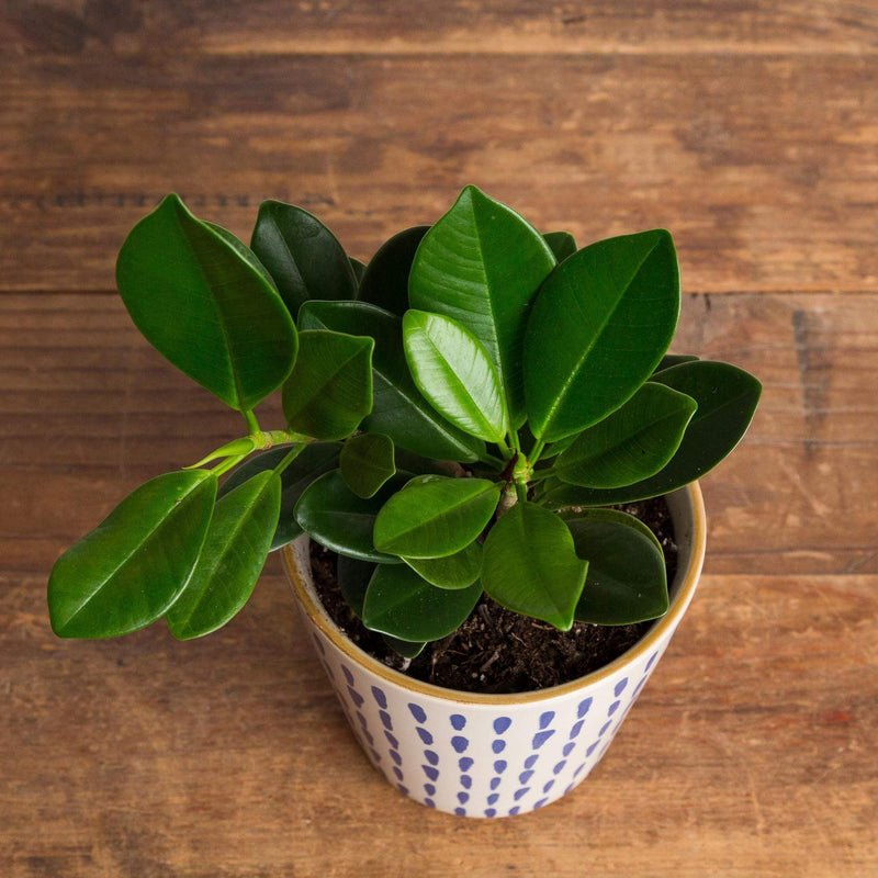 Fig 'Mini Rubber' - Urban Sprouts
