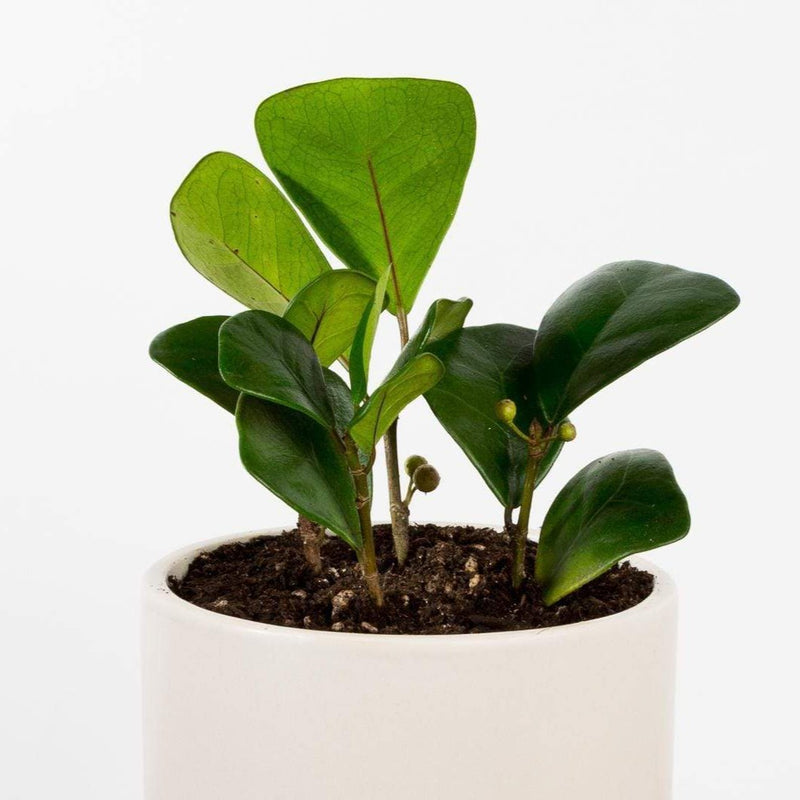 Fig 'Triangle' - Urban Sprouts