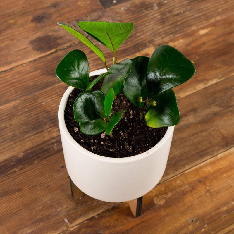 Fig 'Triangle' - Urban Sprouts