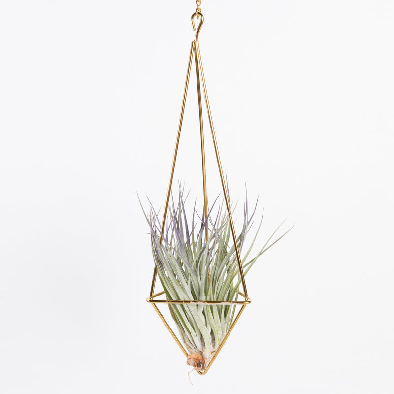 Urban Sprouts Geo Drop Air Plant Hanger