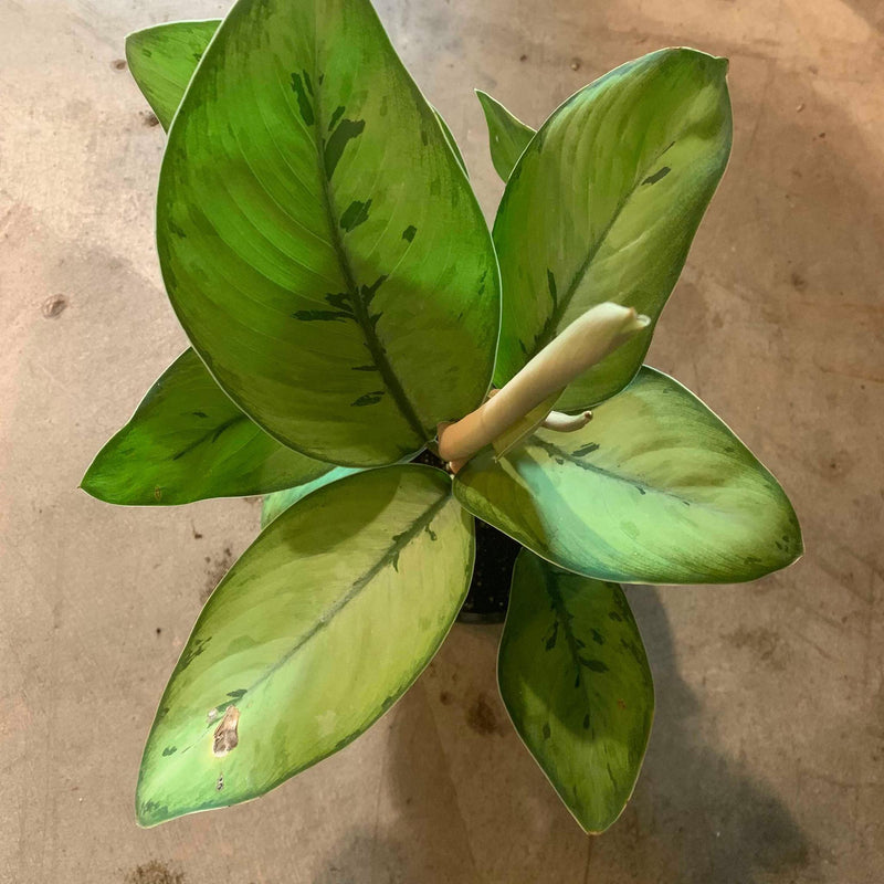Homalomena 'Selby' - Urban Sprouts