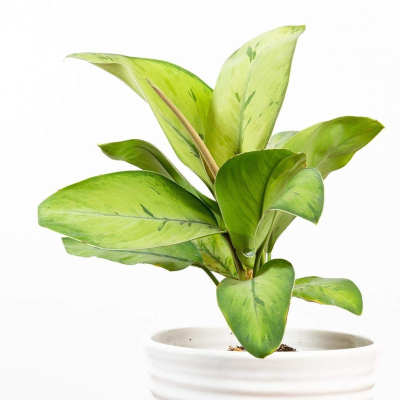 Homalomena 'Selby' - Urban Sprouts