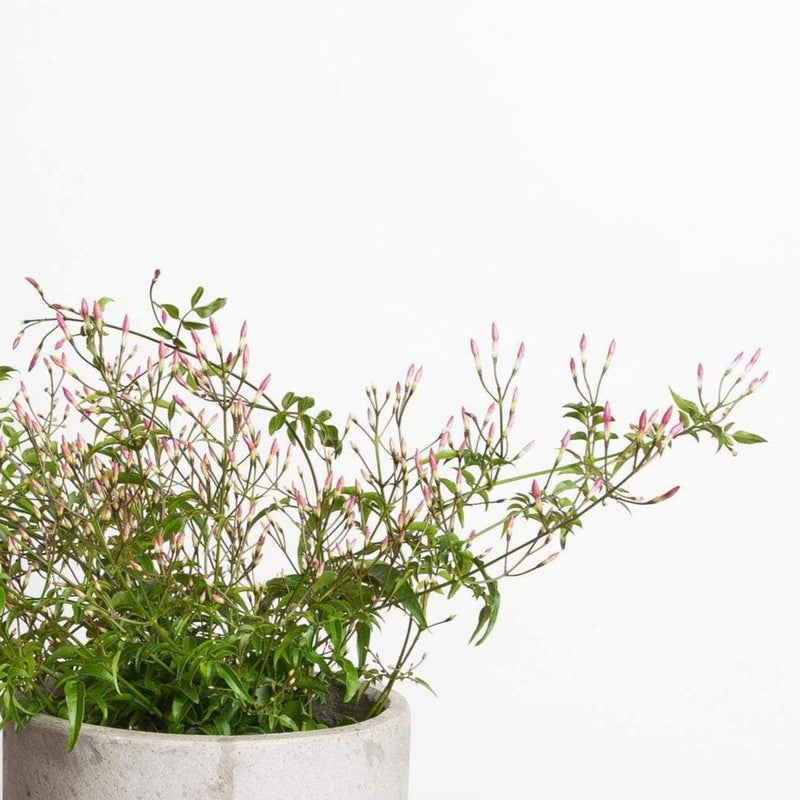 Jasmine 'Flowering' - Urban Sprouts