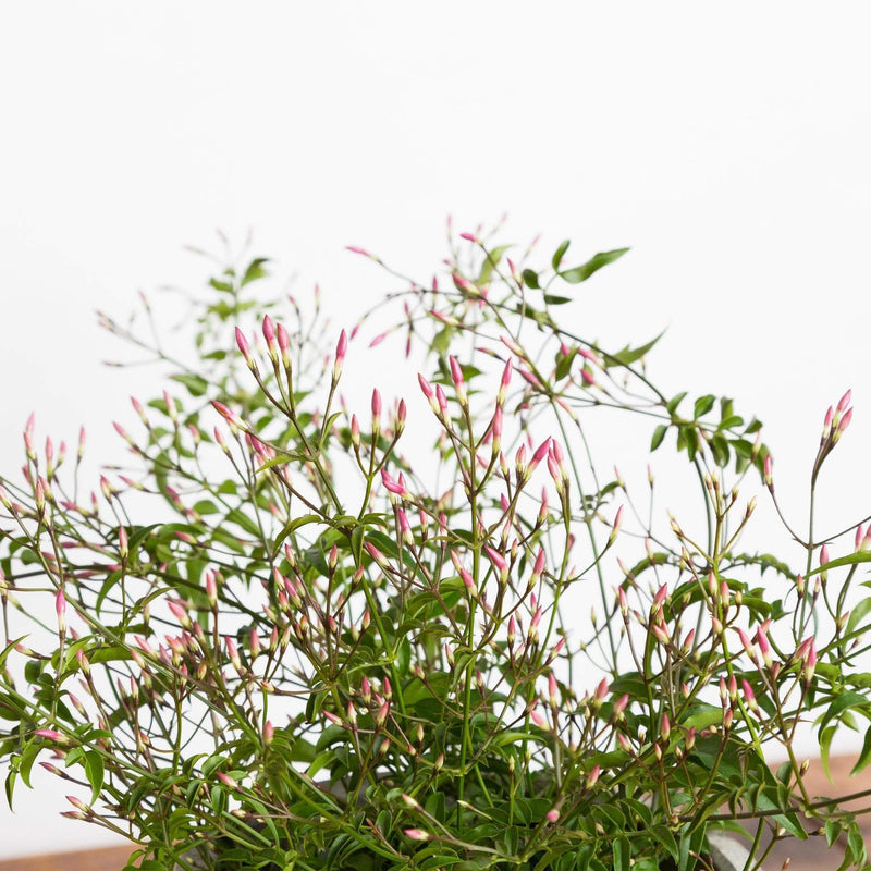 Jasmine 'Flowering' - Urban Sprouts