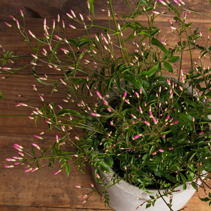 Jasmine 'Flowering' - Urban Sprouts