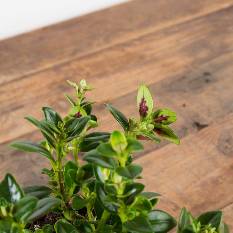 Goldfish Plant 'Shady Ladies Marleen' - Urban Sprouts