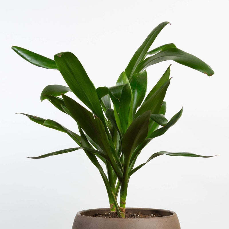 Palm 'Lily' - Urban Sprouts