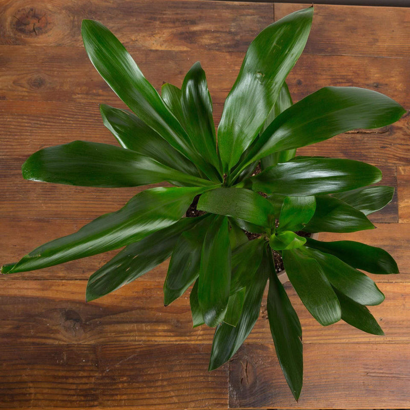 Palm 'Lily' - Urban Sprouts