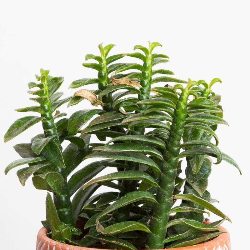 Devil's Backbone 'Nana' - Urban Sprouts