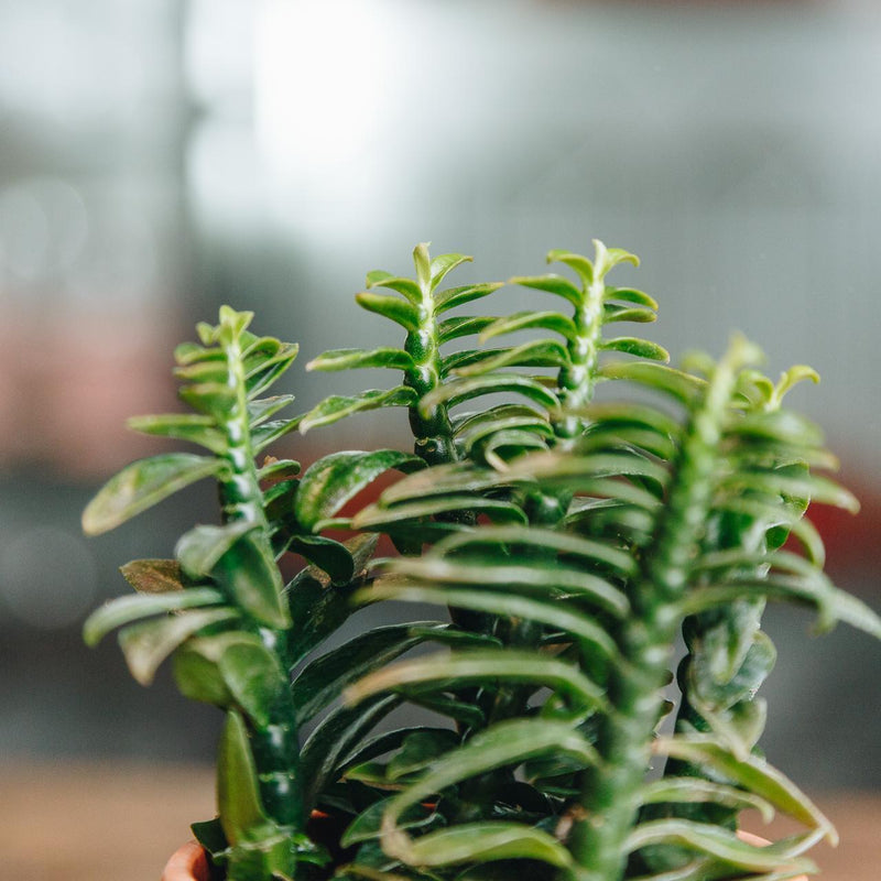 Devil's Backbone 'Nana' - Urban Sprouts