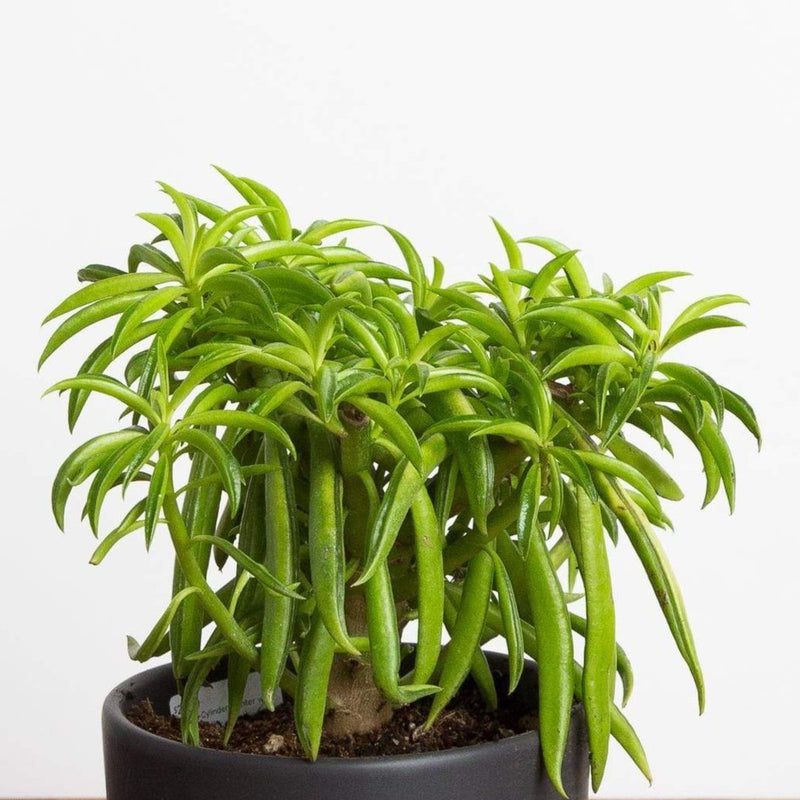 Peperomia 'Happy Bean' - Urban Sprouts