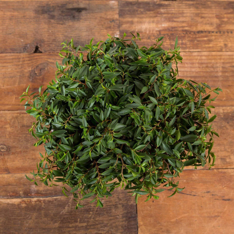 Peperomia 'Trinervula' - Urban Sprouts
