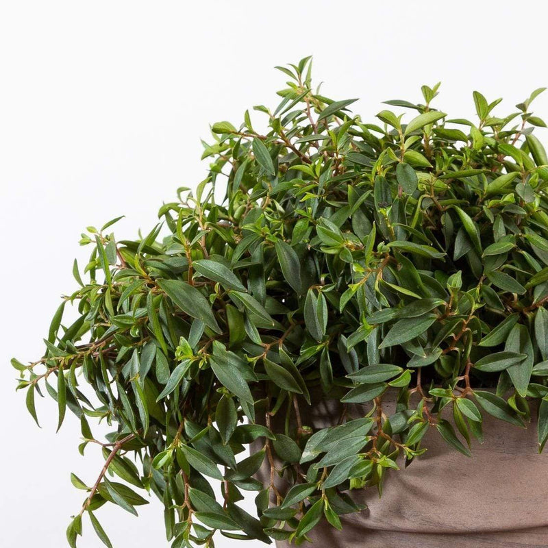 Peperomia 'Trinervula' - Urban Sprouts
