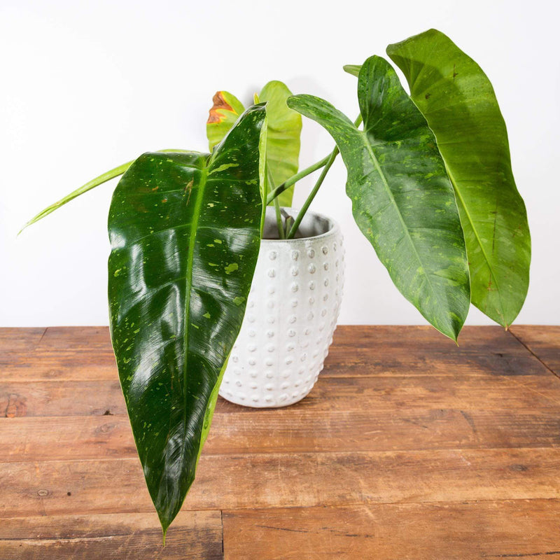 Philodendron 'Jose Buono' 6" - Urban Sprouts