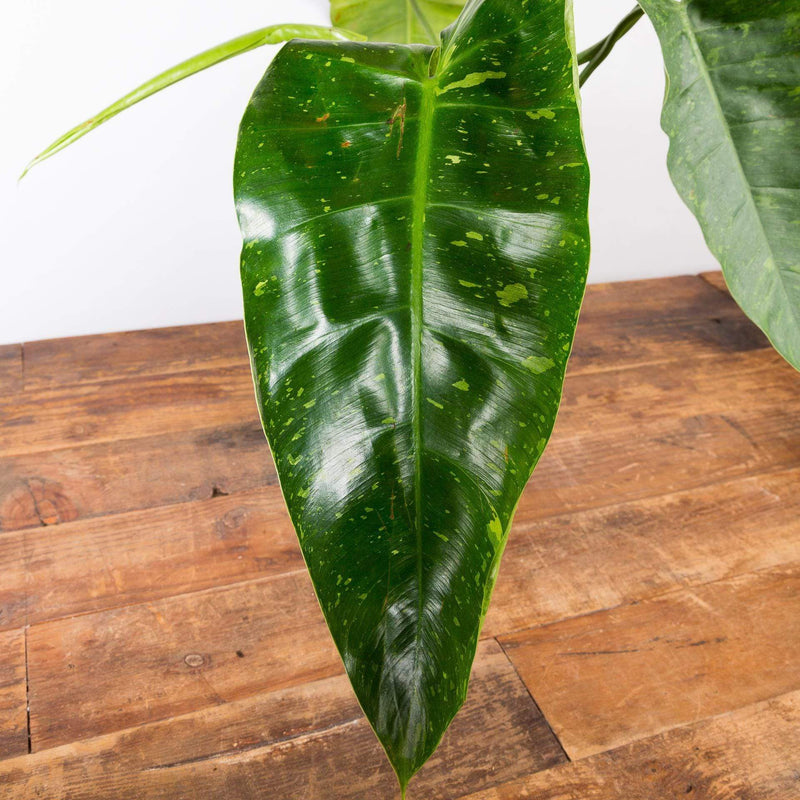 Philodendron 'Jose Buono' 6" - Urban Sprouts