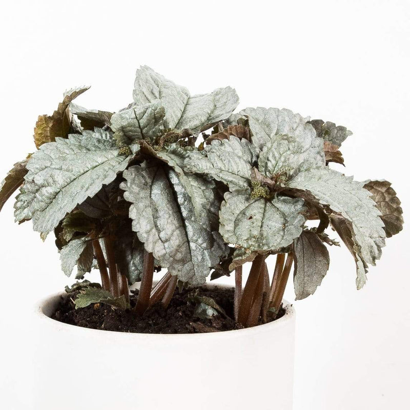 Pilea 'Silver Cloud' - Urban Sprouts