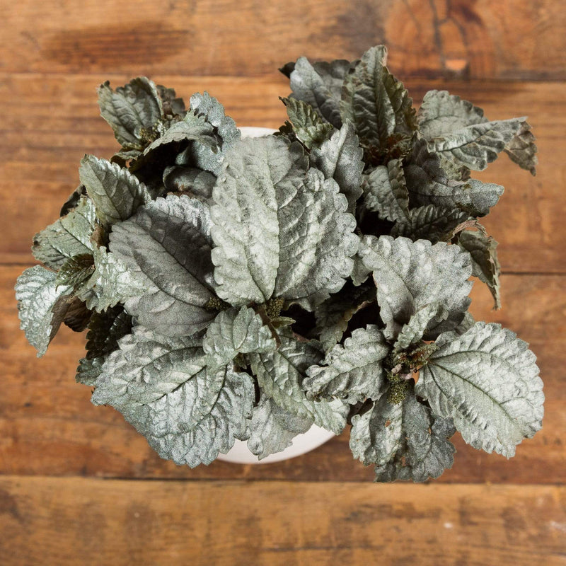 Pilea 'Silver Cloud' - Urban Sprouts
