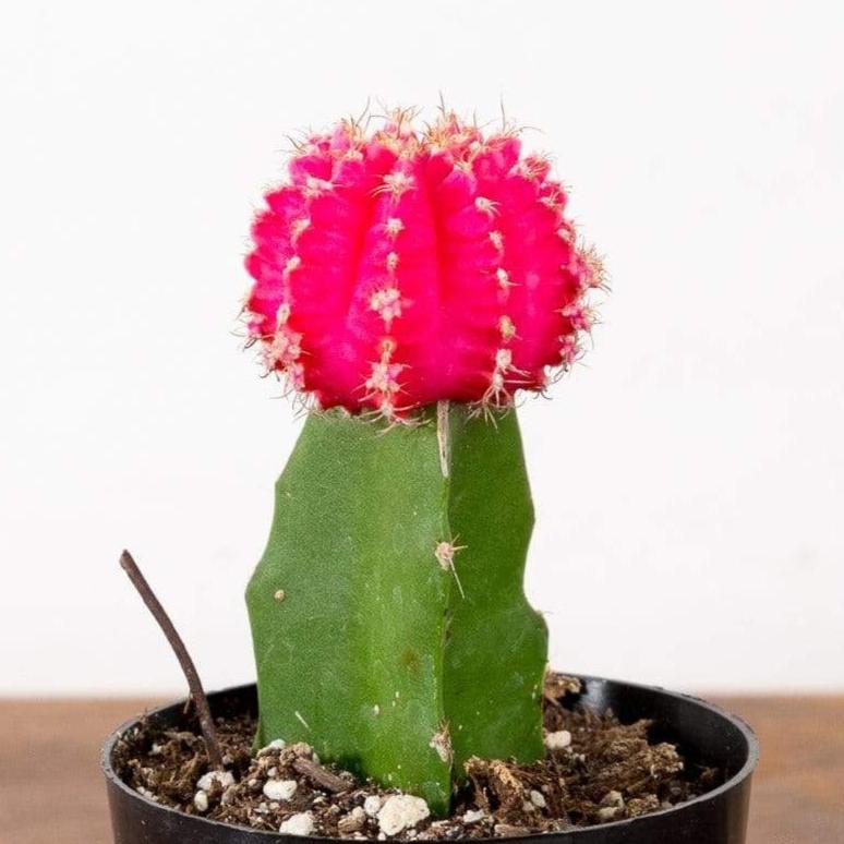 Cactus 'Moon - Pink' - Urban Sprouts