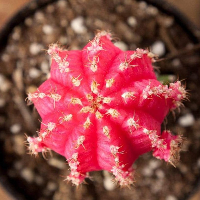 Cactus 'Moon - Pink' - Urban Sprouts