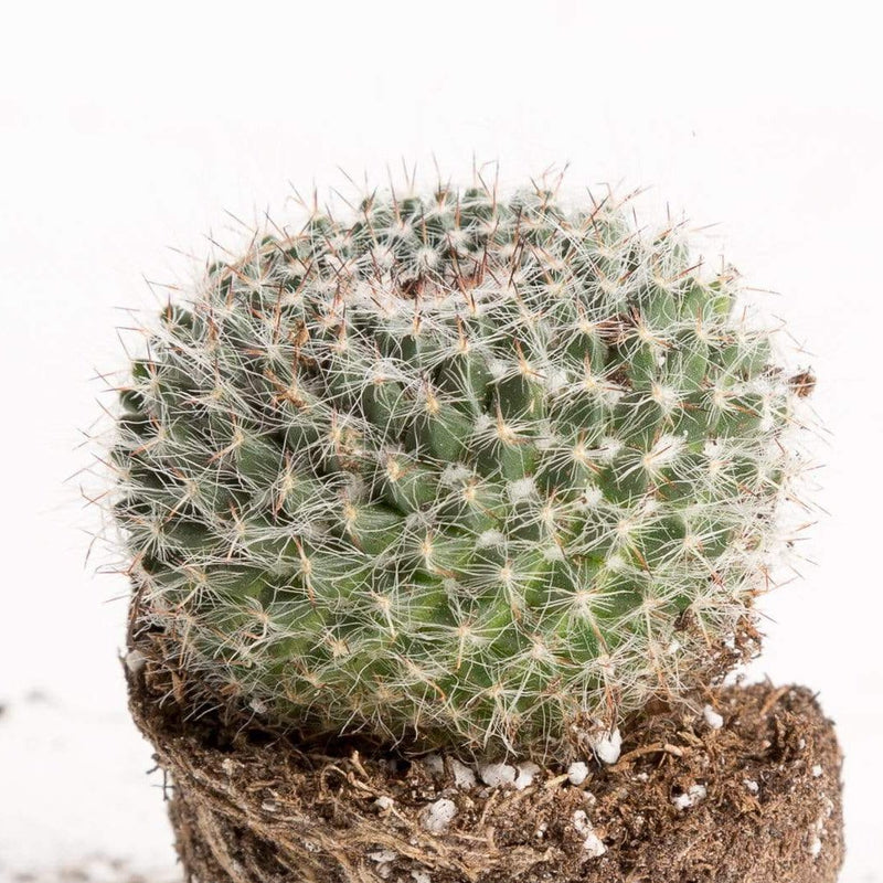 Urban Sprouts Plant 2" in nursery pot Cactus 'Old Lady'