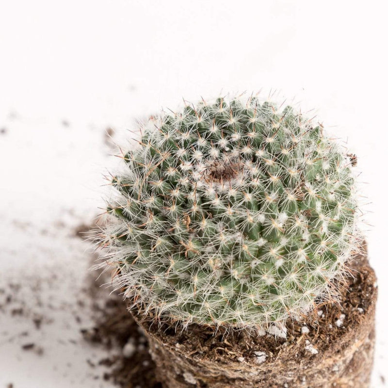 Urban Sprouts Plant 2" in nursery pot Cactus 'Old Lady'