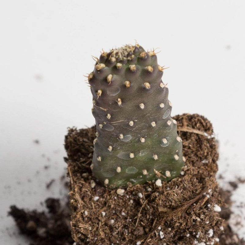 Urban Sprouts Plant 2" in nursery pot Cactus 'Road Kill'