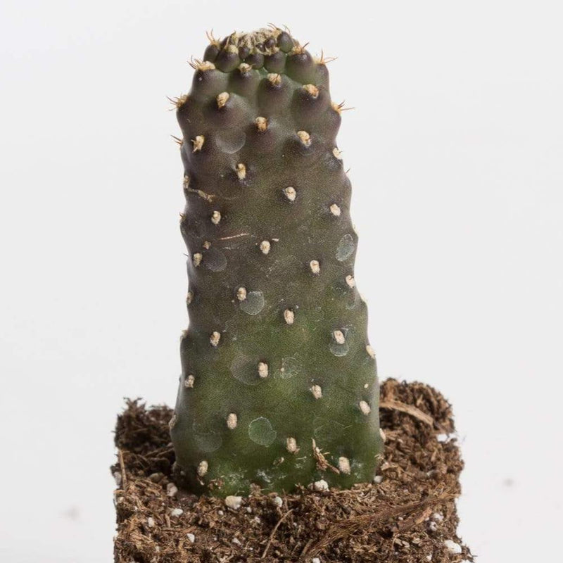 Urban Sprouts Plant 2" in nursery pot Cactus 'Road Kill'
