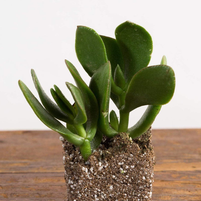 Urban Sprouts Plant 2" in nursery pot Jade 'Crosby'