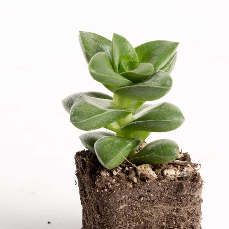 Urban Sprouts Plant 2" in nursery pot Jade 'Springtime'